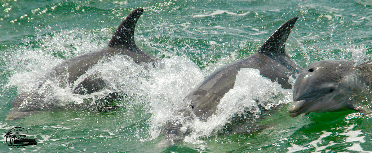 Three dolphins playing